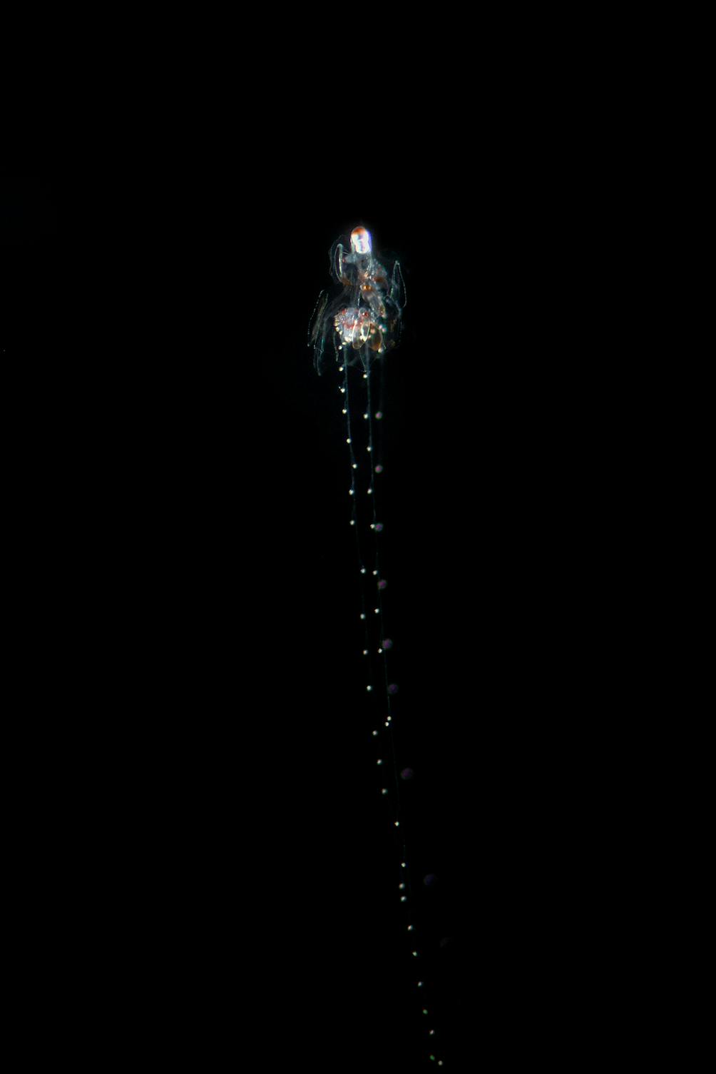 common siphonophore