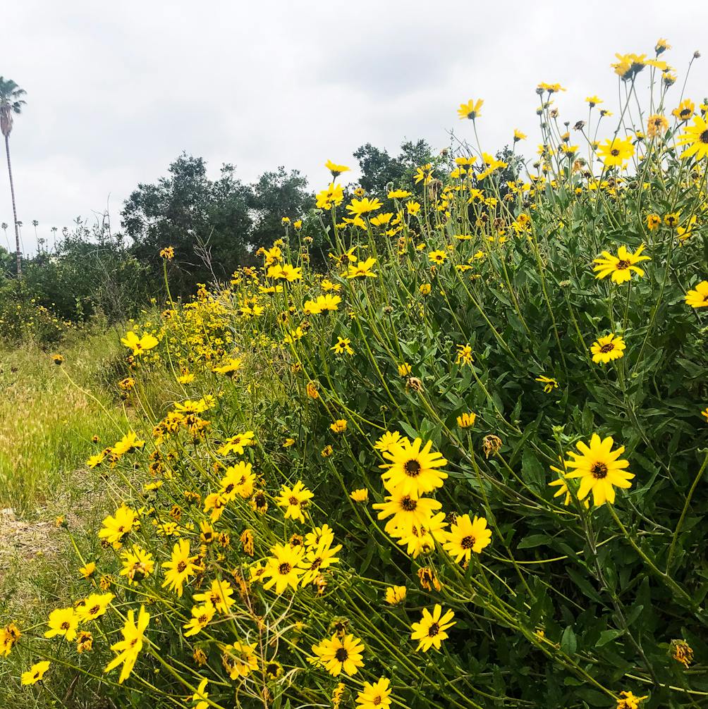 Wildflowers along the Arroyo Seco in Los Angeles 