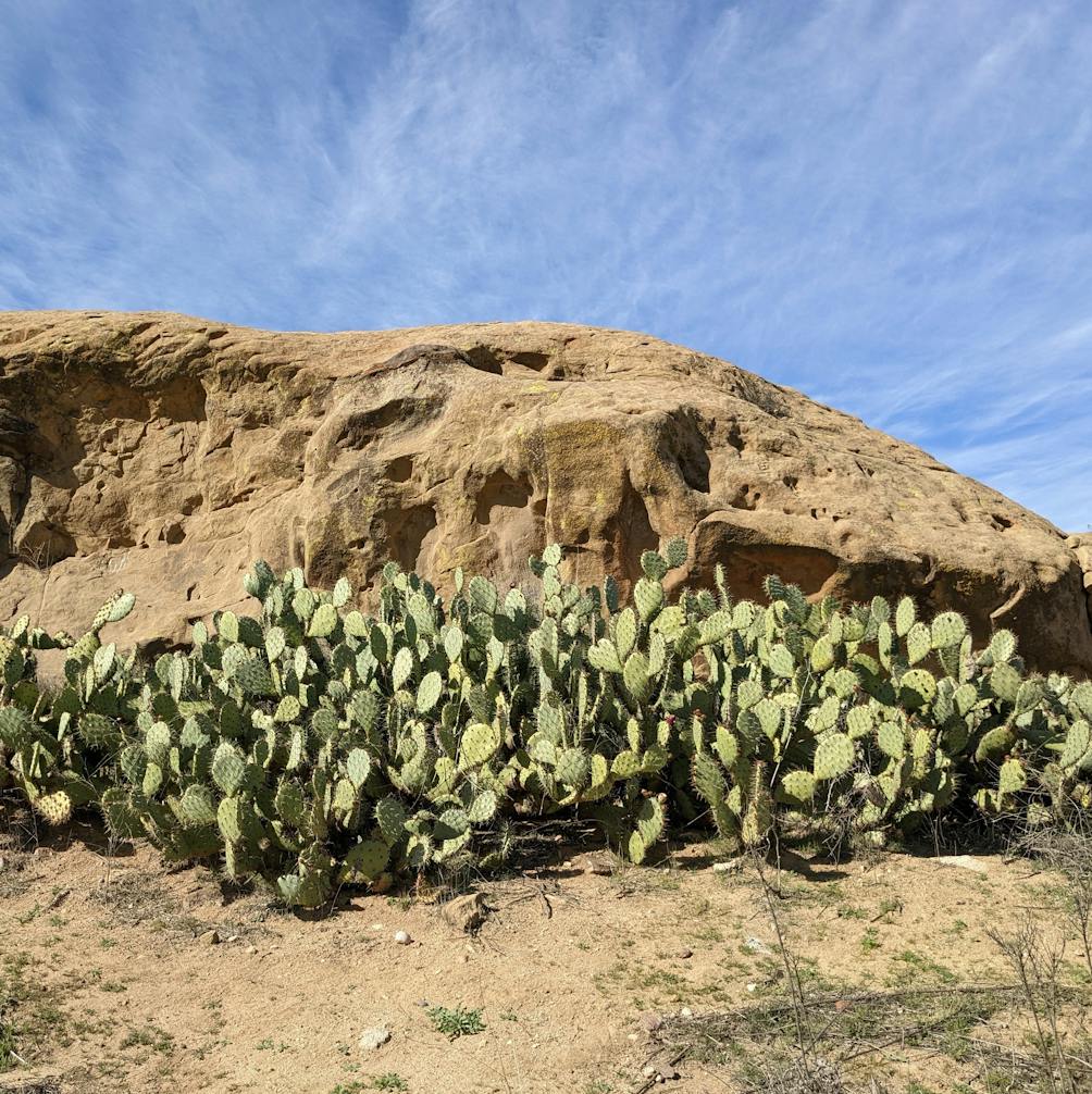 Cacti in front of giant rock formation at Woodridge Open Space in Simi Valley 