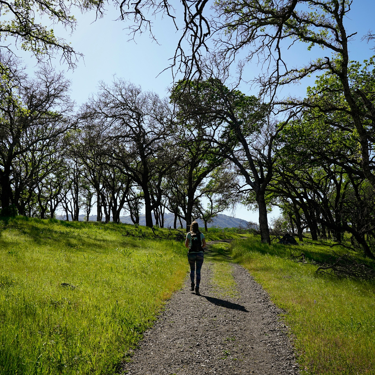 Woman on hiking trail at Sonoma Valley Regional Park 