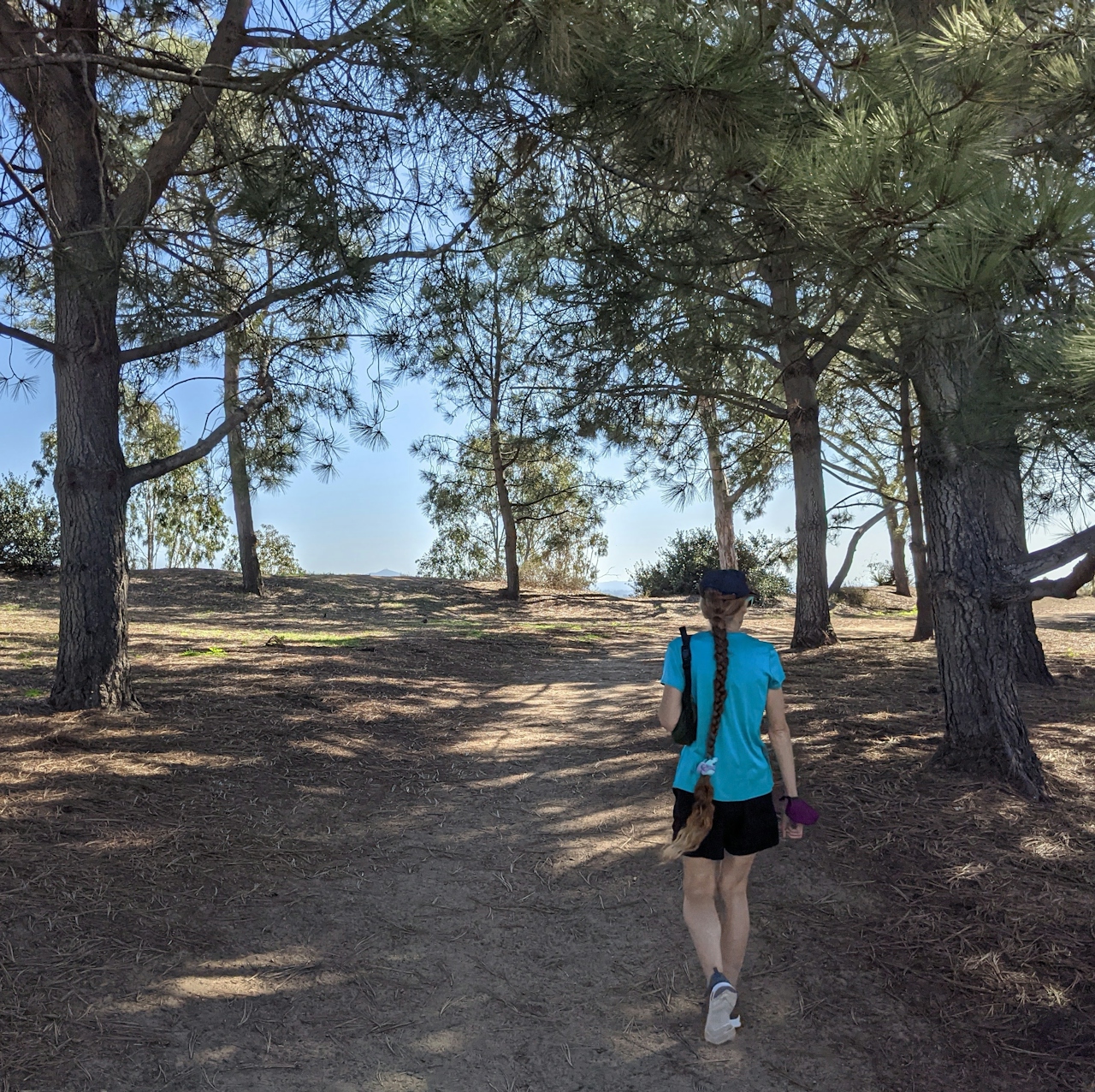 Hiker walks on trail with Torrey Pine trees at Encinitas Ranch in North San Diego County 