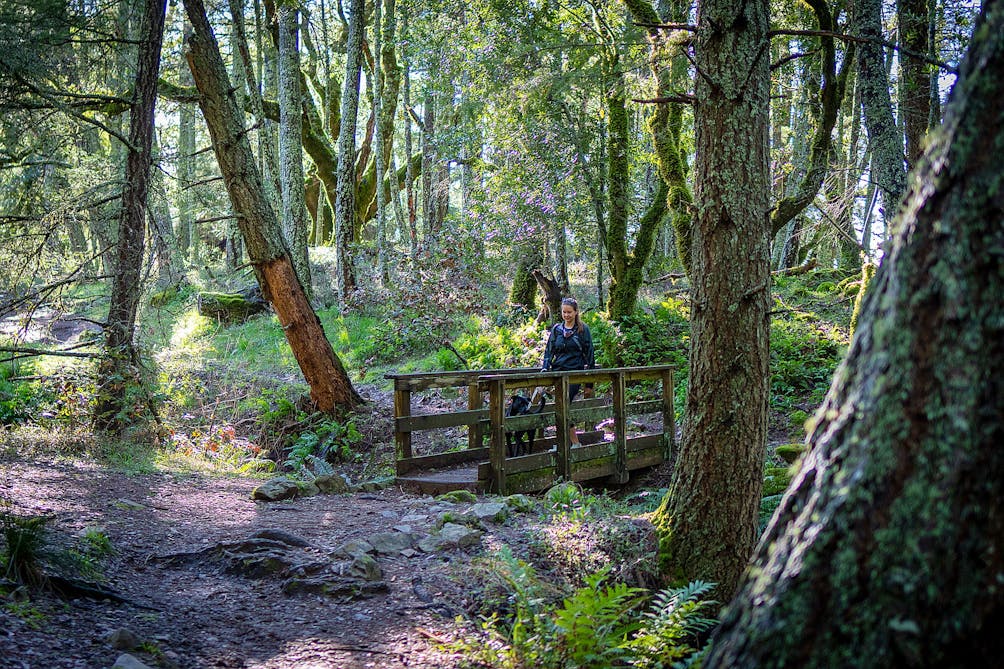 Woman hiking at Mount Tam to Cataract Falls 