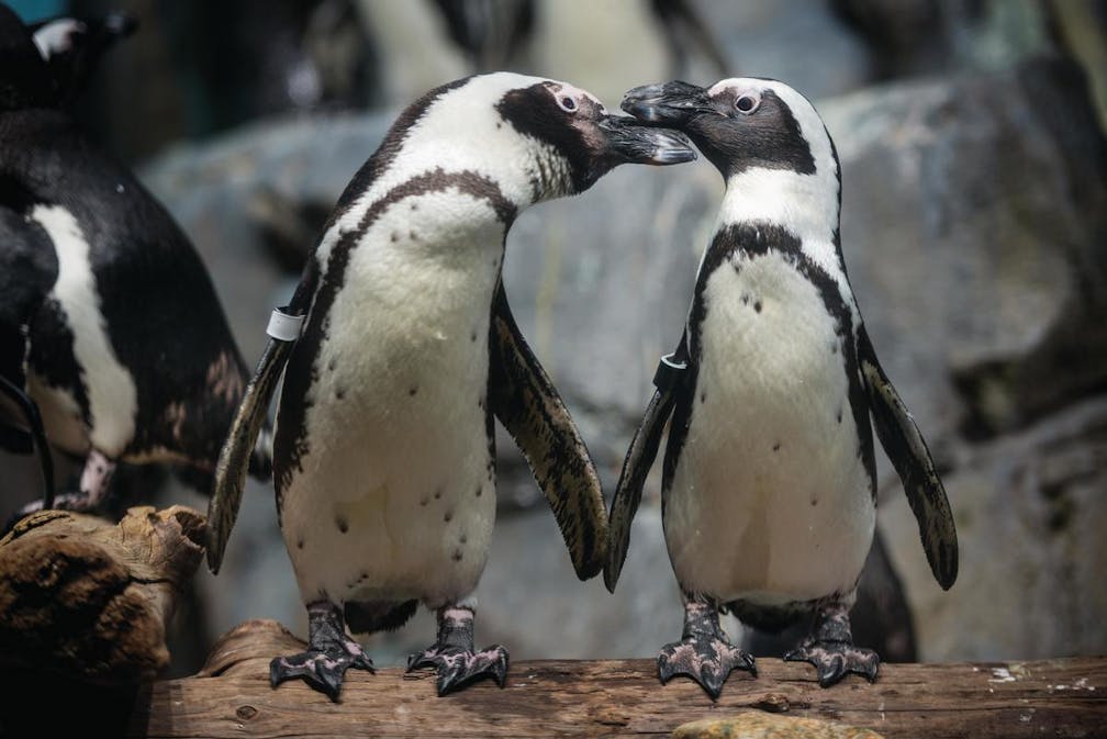 penguins exhibit at Monterey Bay Aquarium