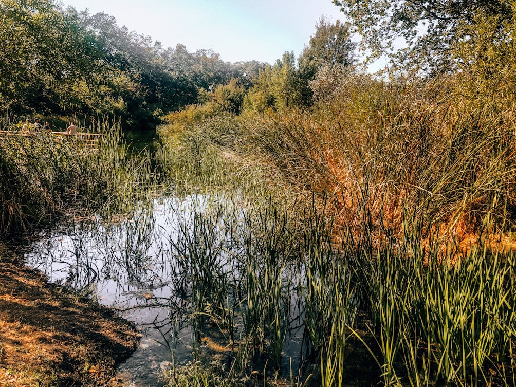 Wetland at Oak Glen Preserve in Oak Glen Southern California 