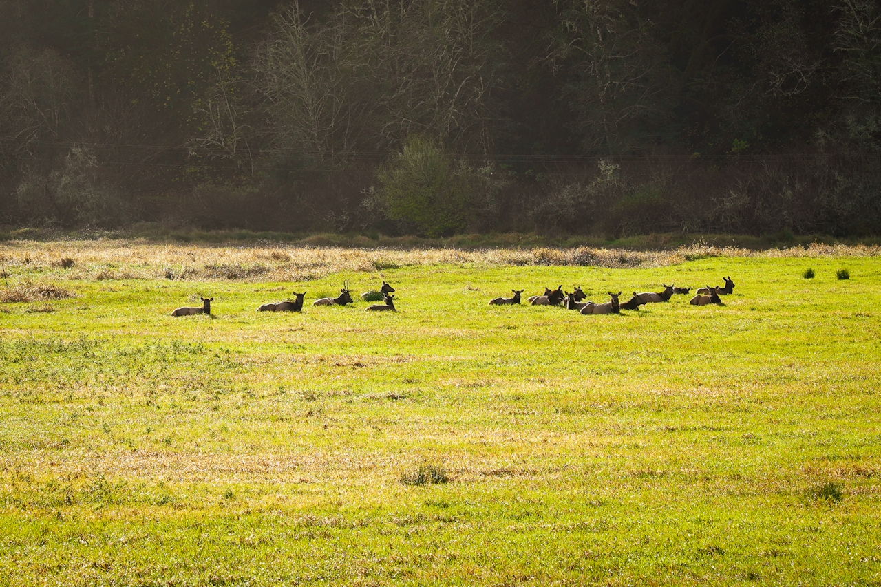 Elk laying on grass at Dean Creek Elk Viewing Area east of Reedsport in Southern Oregon 