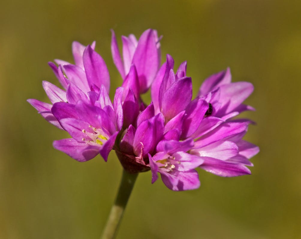purple wildflower 