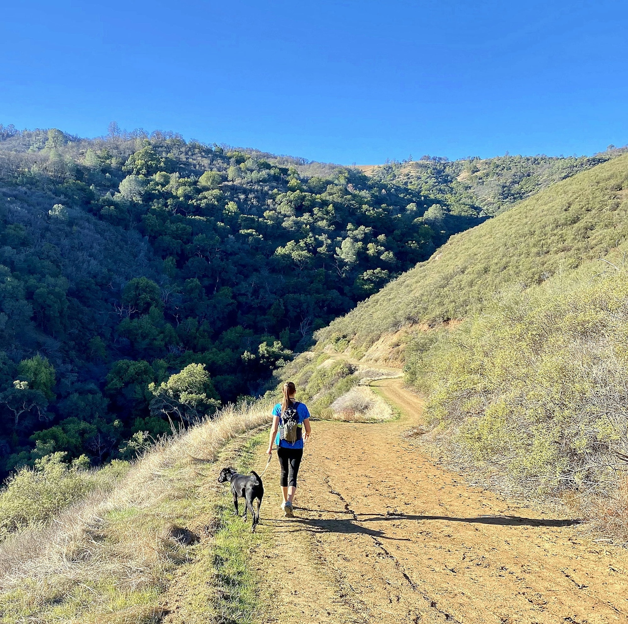 Woman hiking in the Ohlone Wilderness in the East Bay 