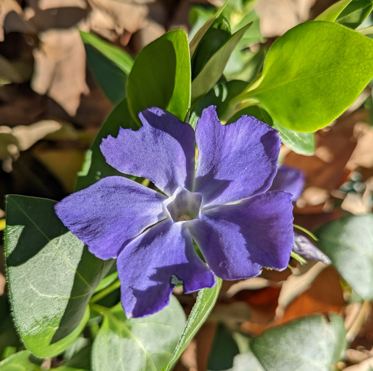 Purple flower at Franklin Canyon in Los Angeles 