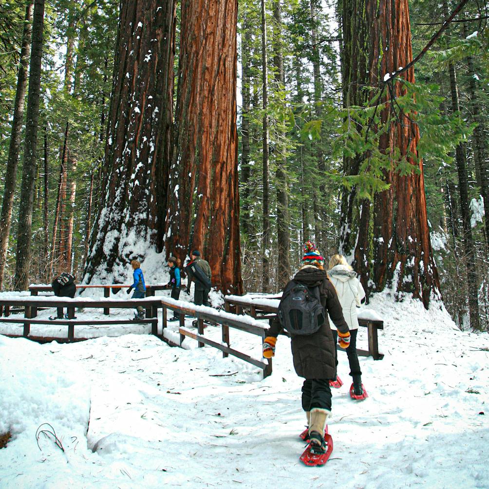 woman snowshoeing Calaveras Big Trees