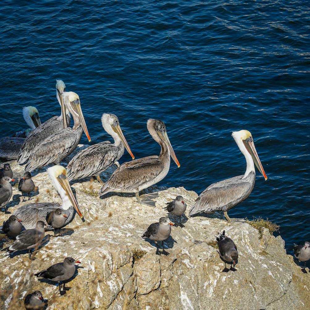 Pelicans Monterey Coastal Recreation Trail