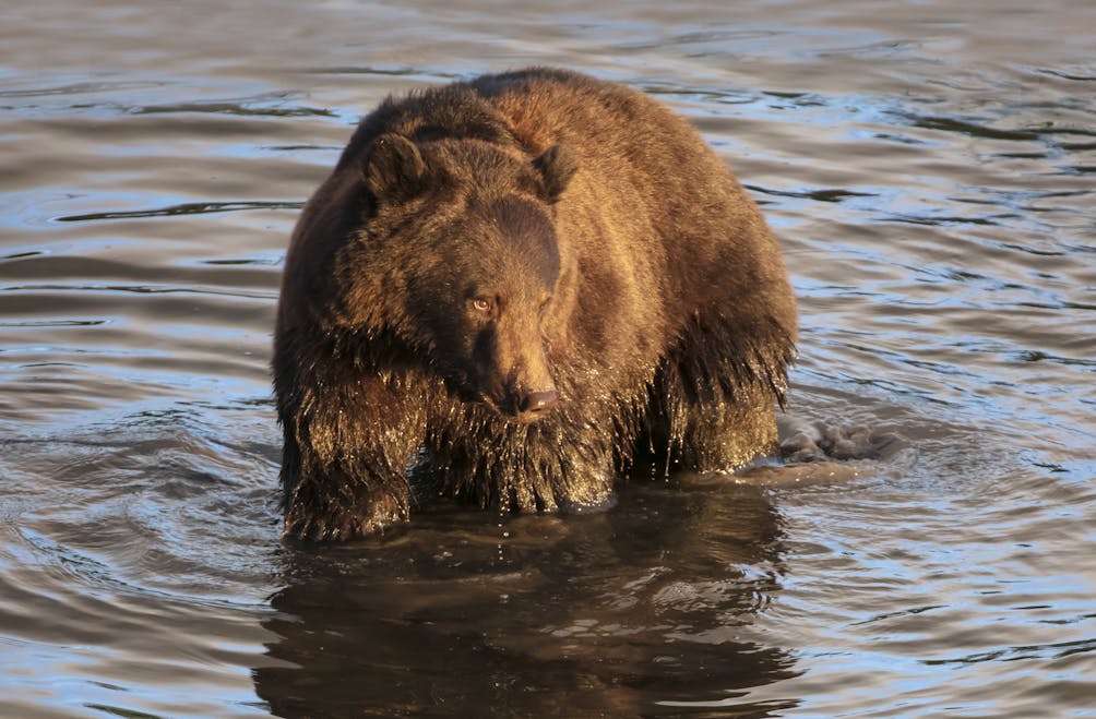 Bear near Anchorage Alaska