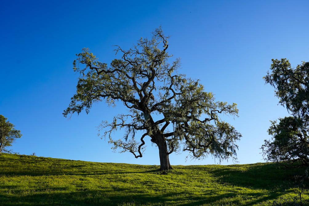 Oak tree at Crane Creek Regional Park in Sonoma County 