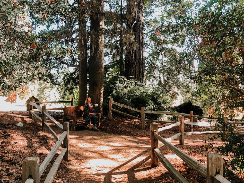Hiker in a redwood grove at Oak Glen Preserve near Yucaipa in Oak Glen Southern California 