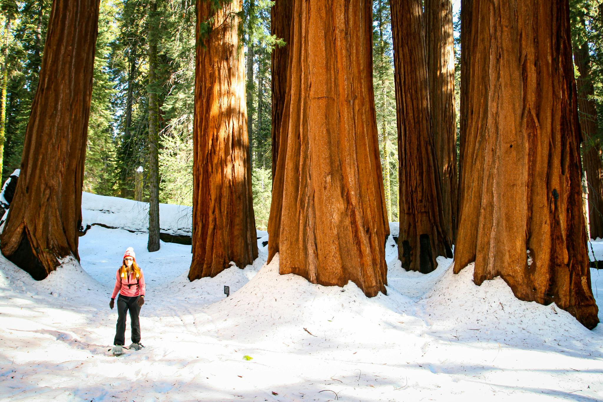woman snowshoeing in Sequoia National Park