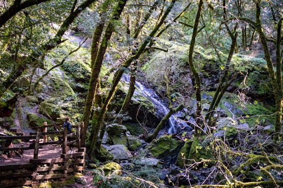 Woman at overlook watching Cataract Falls on Mount Tam in Marin