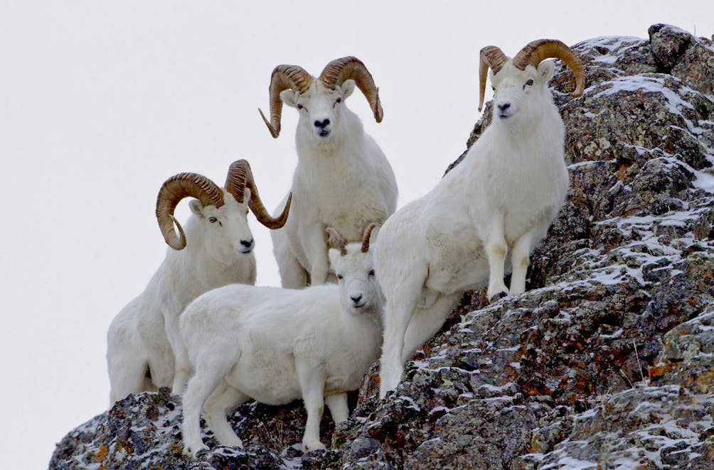 Dall Sheep near Anchorage Alaska