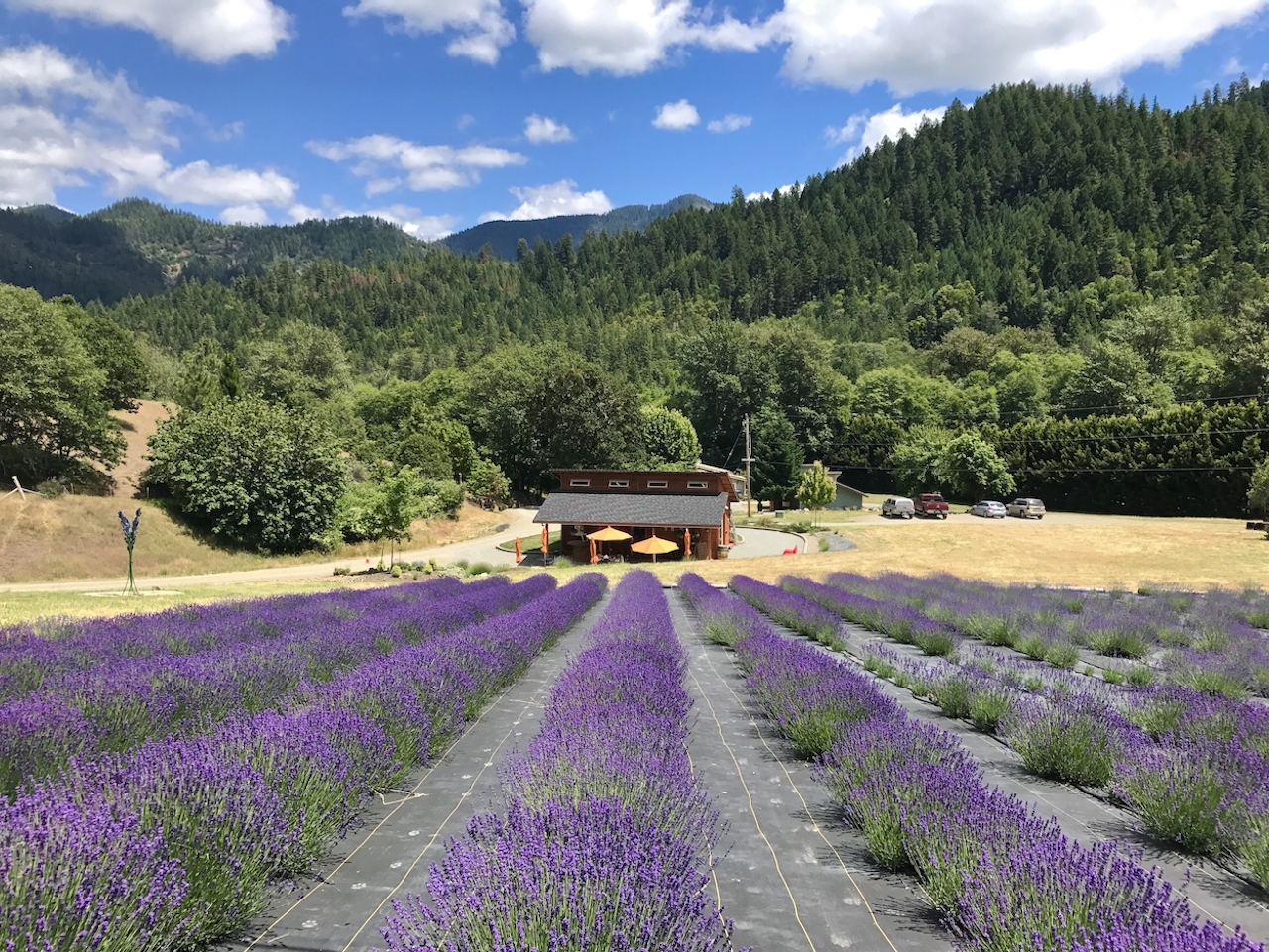 English Lavender Farm Grants Pass