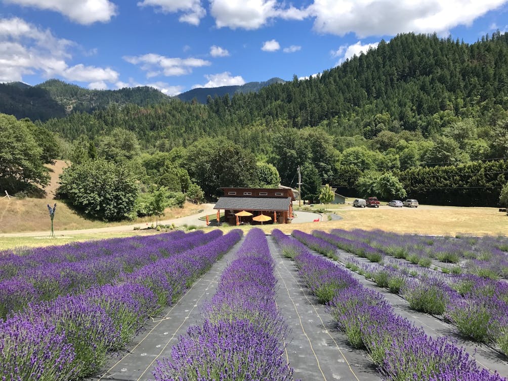 English Lavender Farm Grants Pass