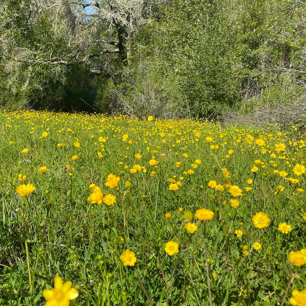 Wildflowers at Carr Ranch in Contra Costa County 