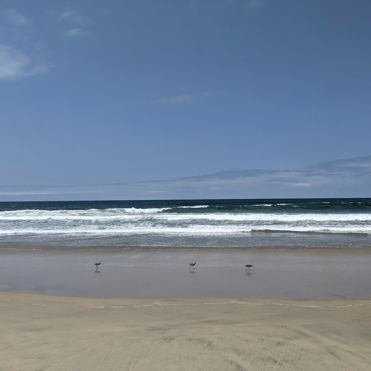 Birds on the beach at Border Field State Natural Reserve in San Diego County 