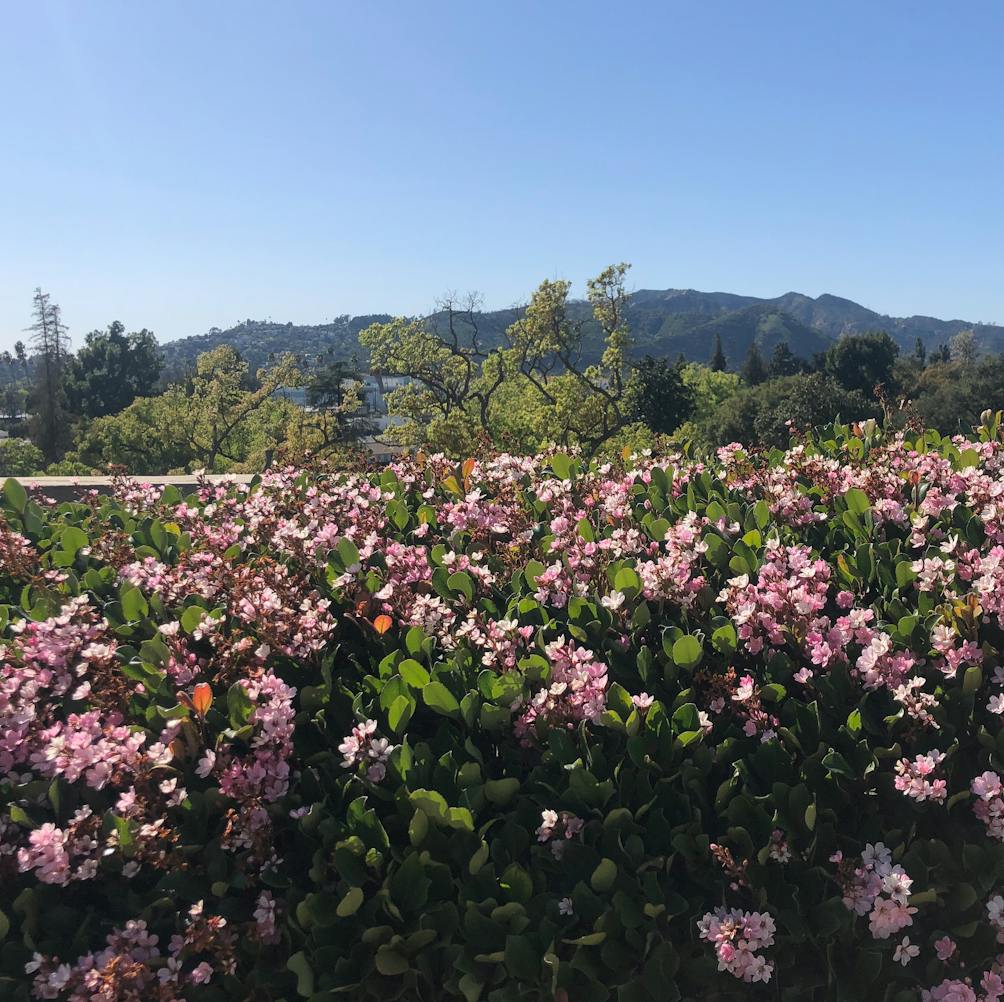 Pink flowers with the San Gabriels in the backdrop at Forest Lawn Cemetery in Glendale 