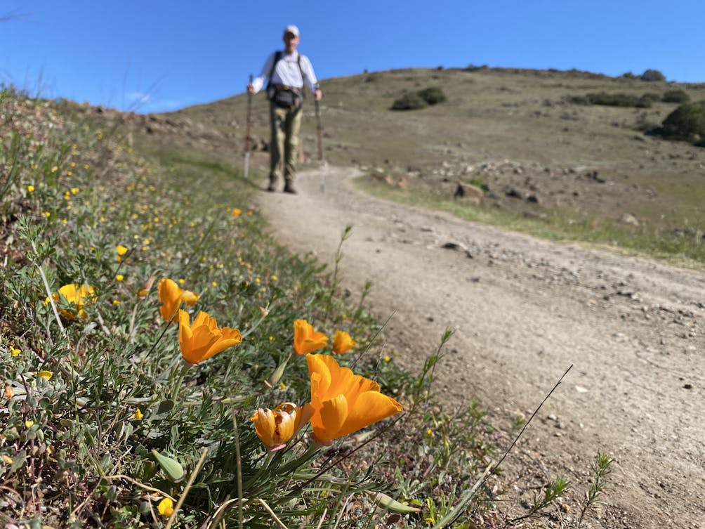 Hiker on a trail at Calero County Park in the South Bay 