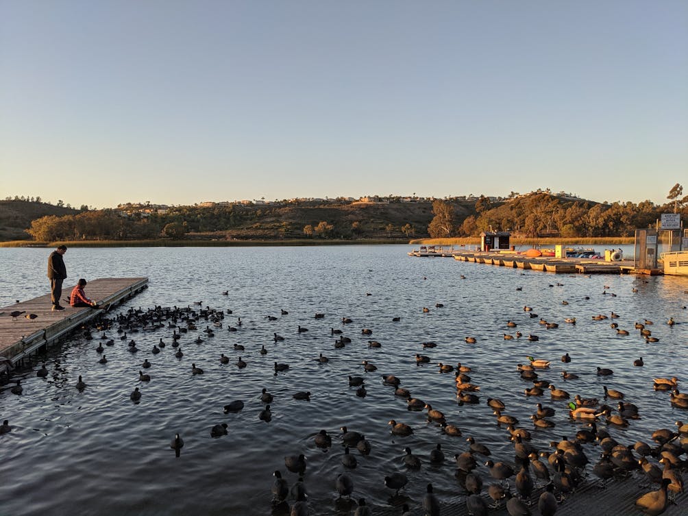 Two people on a dock overlooking Lake Miramar filled with Canada Geese 