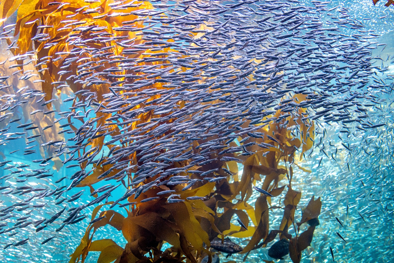 Kelp Forest