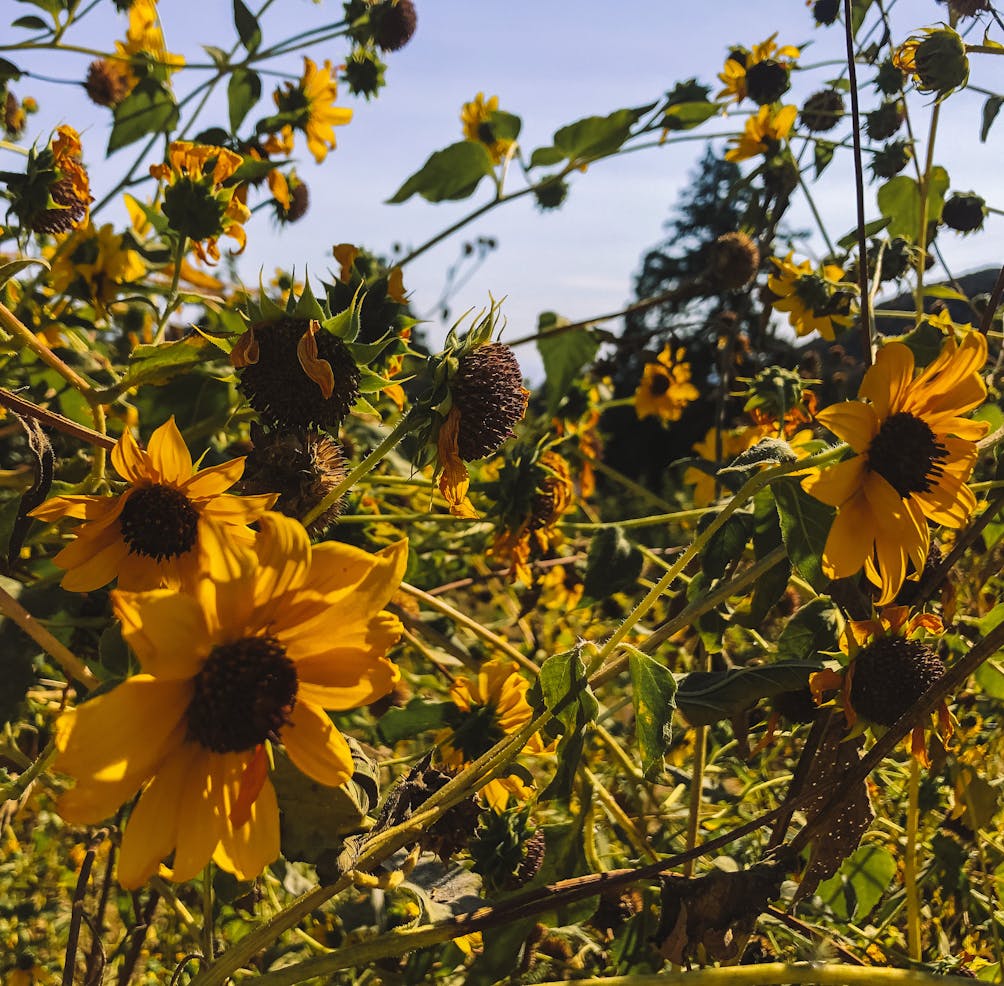 sunflowers on a trail at Oak Glen Preserve near Yucaipa