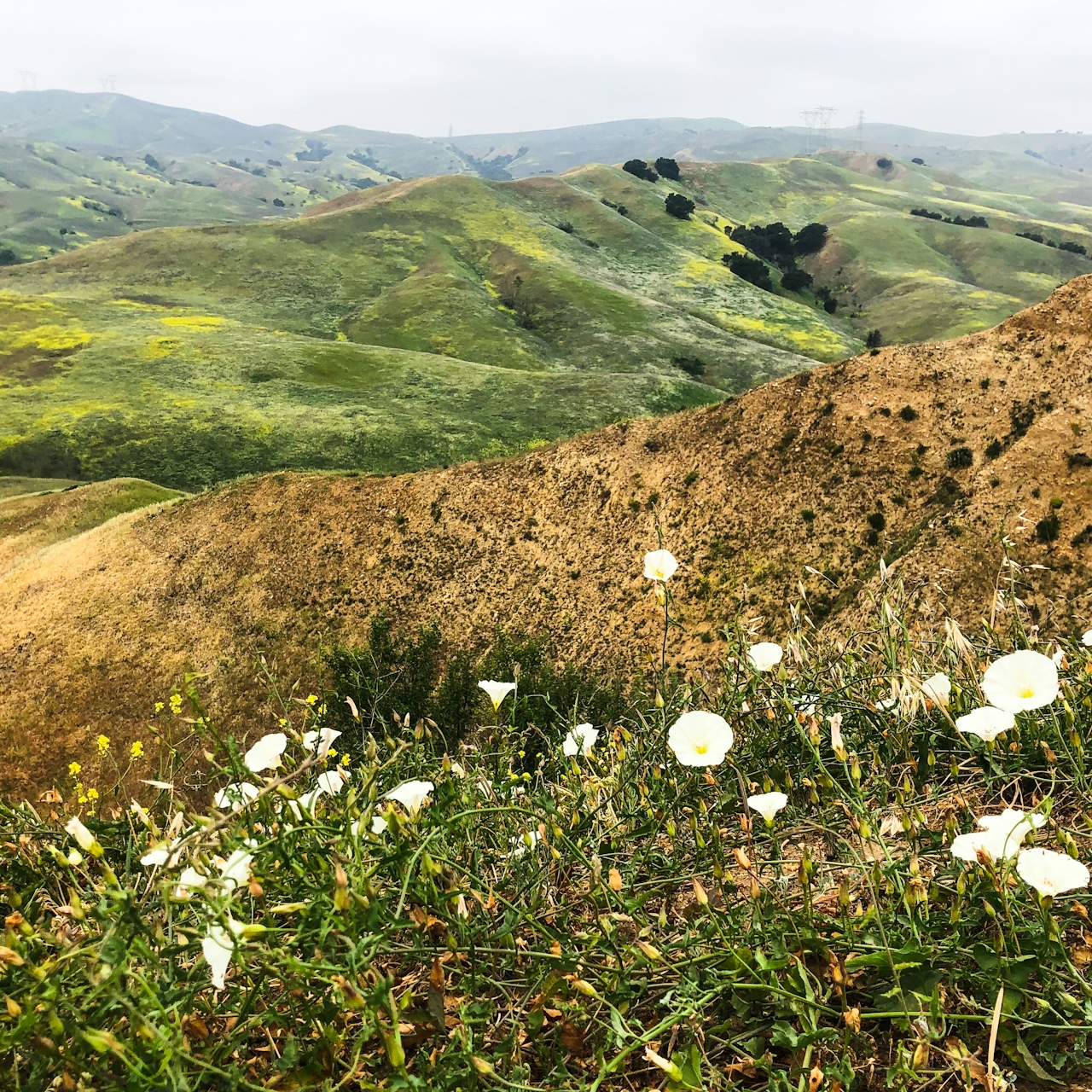 Wildflowers on the hills at Chino Hills State Park 