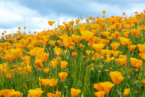 POST digital guide to wildflower hikes