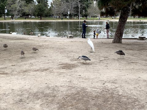 Egrets, heron and other birds beside a lake at El Dorado Regional Park in east Long Beach Los Angeles County