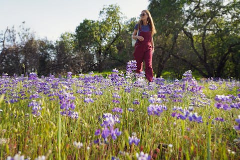 Hiker at Healdsburg Ridge Open Space Preserve hiking amid lupine wildflowers 