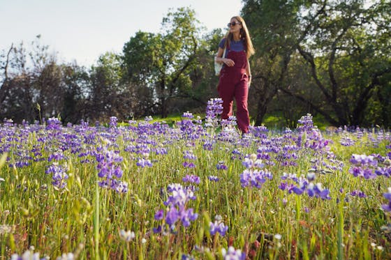 Hiker walking amid lupine wildflowers in Healdsburg Ridge Open Space Preserve 