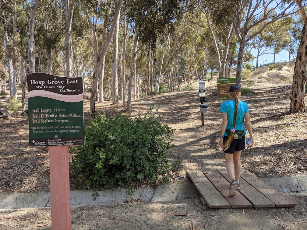 Woman is walking into a eucalyptus forest in Hosp Grove Park in Carlsbad
