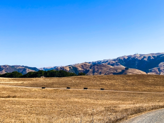 Vargas Plateau withe cows in the background in the East Bay