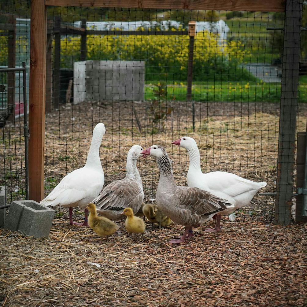 Ducks at Bees N Blooms Labyrinth Lavender Farm in Petaluma 