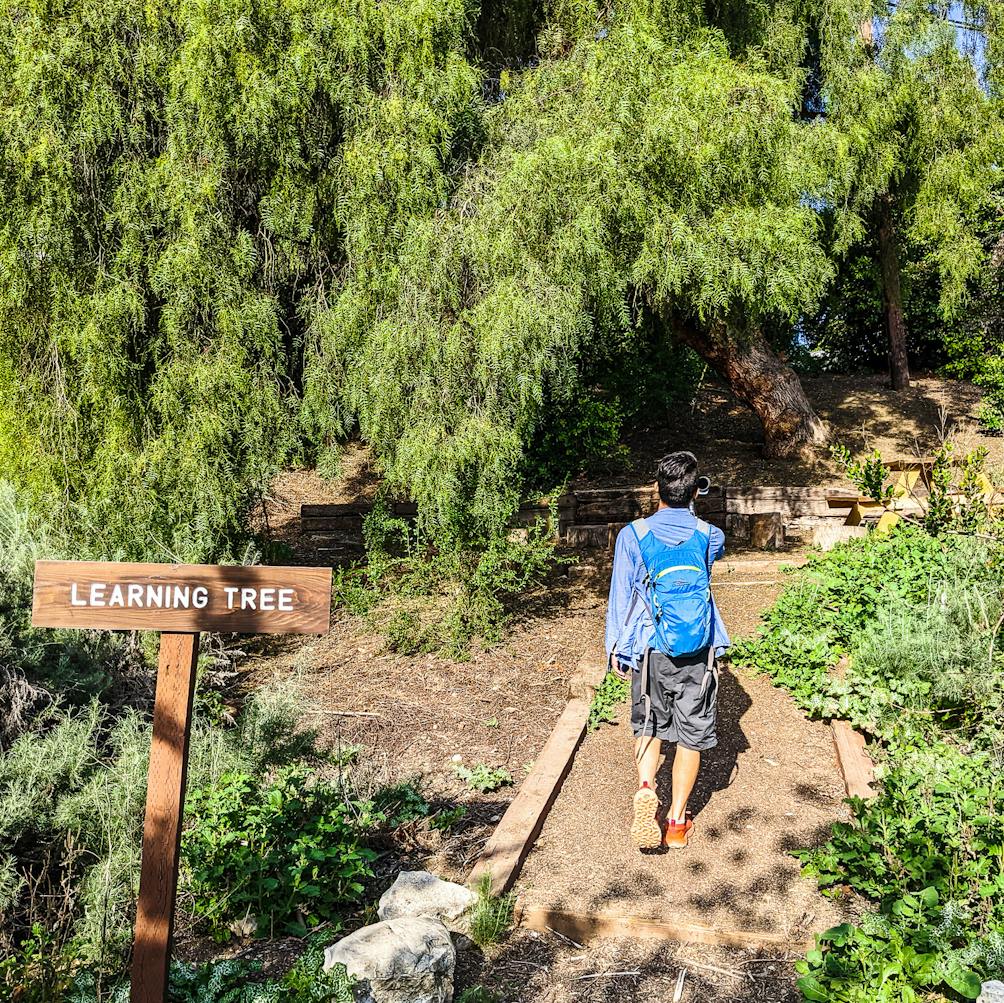 Hiker heading towards the Learning Tree in Ranchos Palos Verdes 