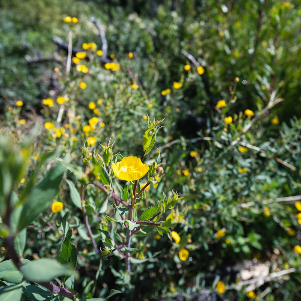 wildflowers