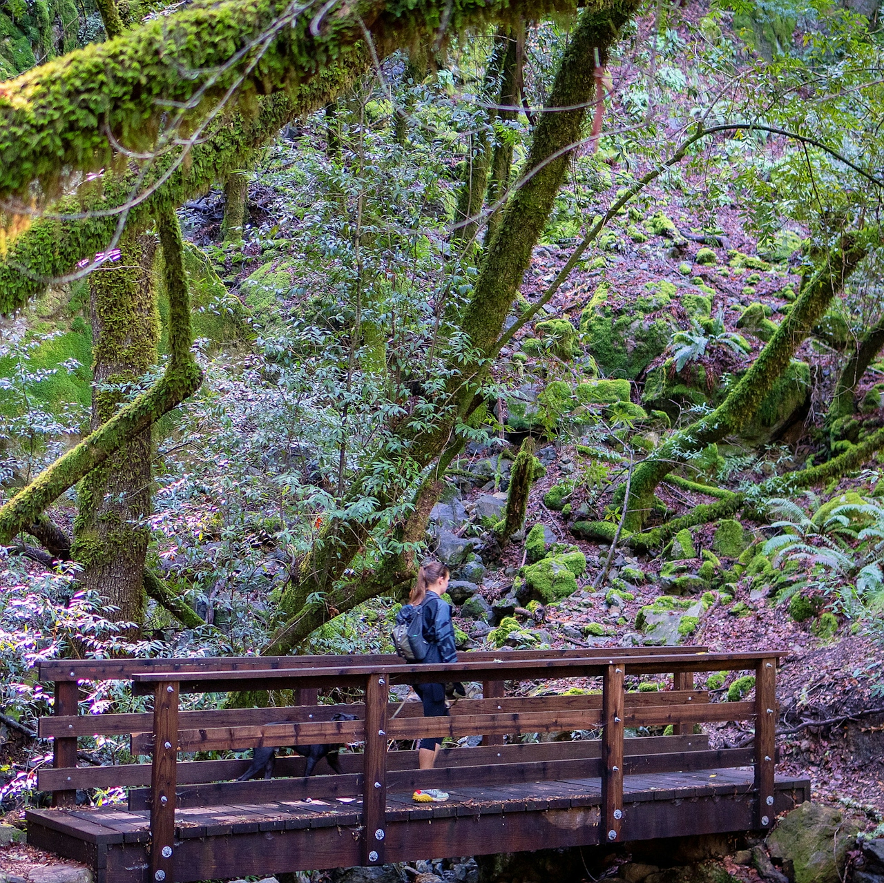 woman walking over bridge in woodland