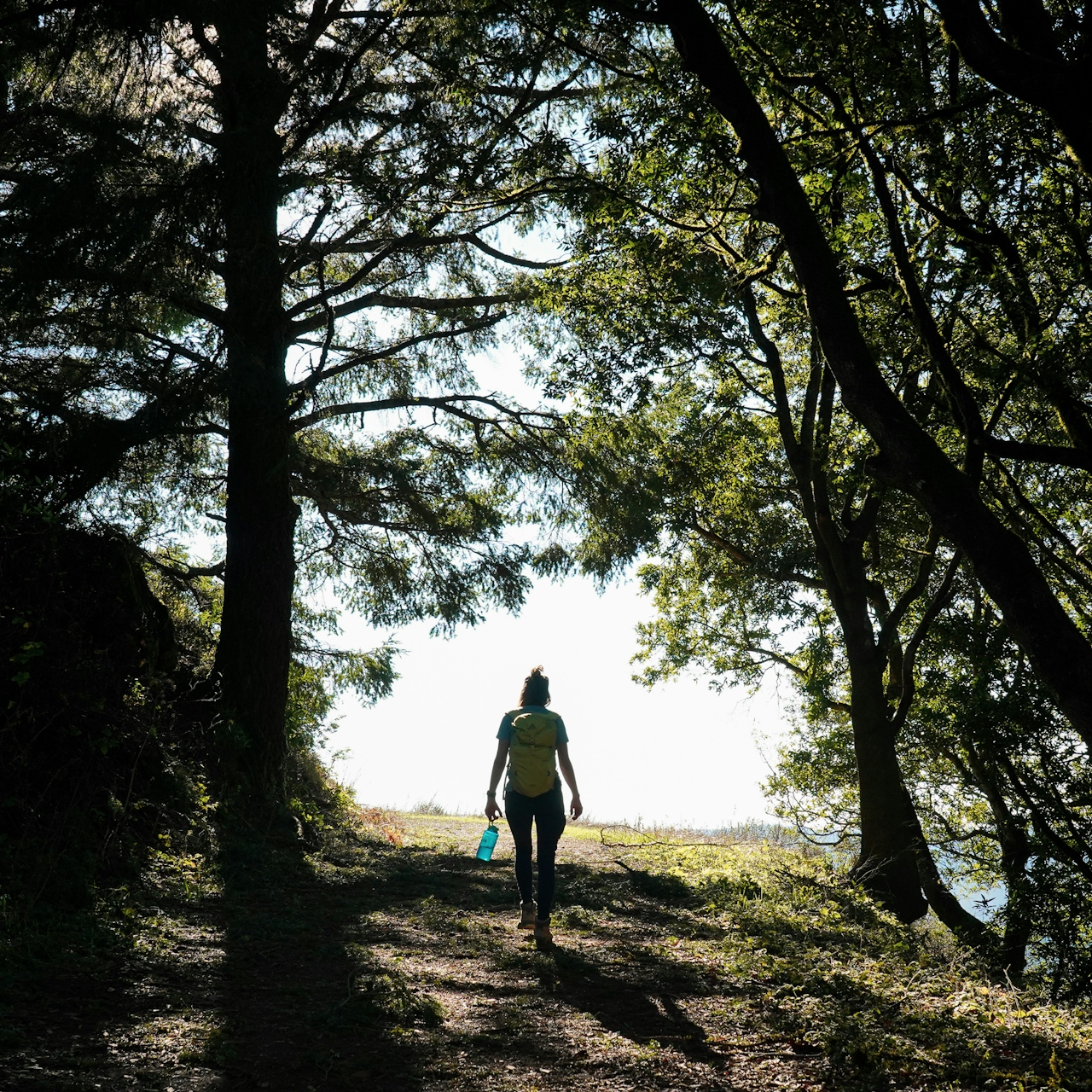 Woman hiking under redwoods with skylight ahead on Barnabe Fire Road in Samuel P Taylor State Park