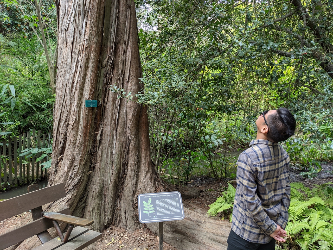 Person looking up at a dawn redwood in the Mildred E. Mathias Bontanical Garden at UCLA campus 