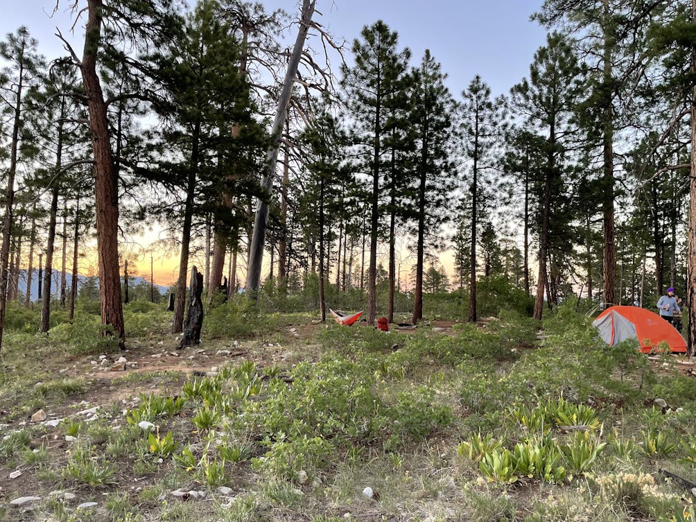 Primitive campsite with an orang tent among trees on West Rim of Zion National Park 