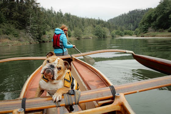 English bulldog and person in a redwood canoe on the Big River in Mendocino 