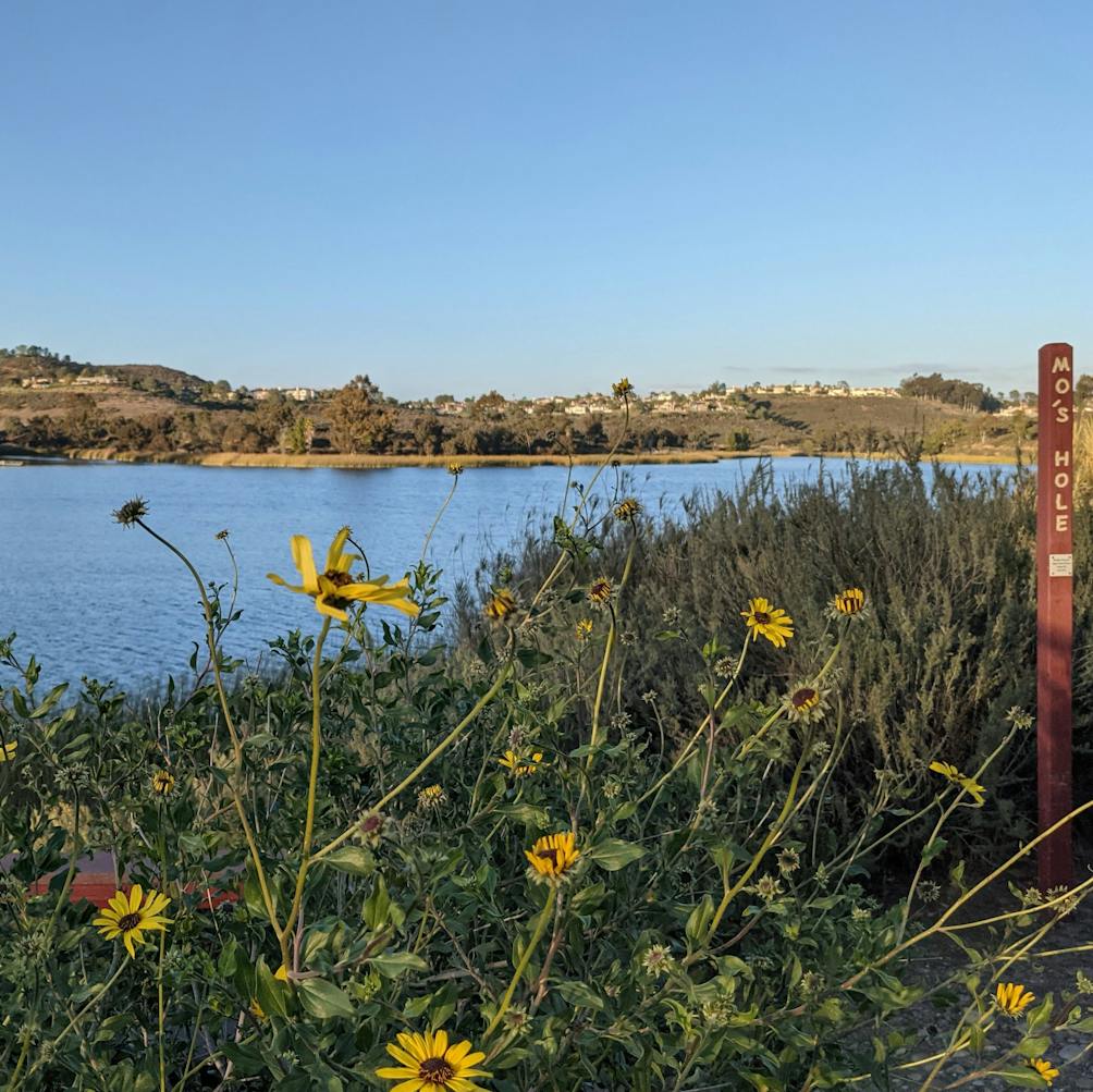 Sunflowers in the foreground of Lake Miramar in San Diego 