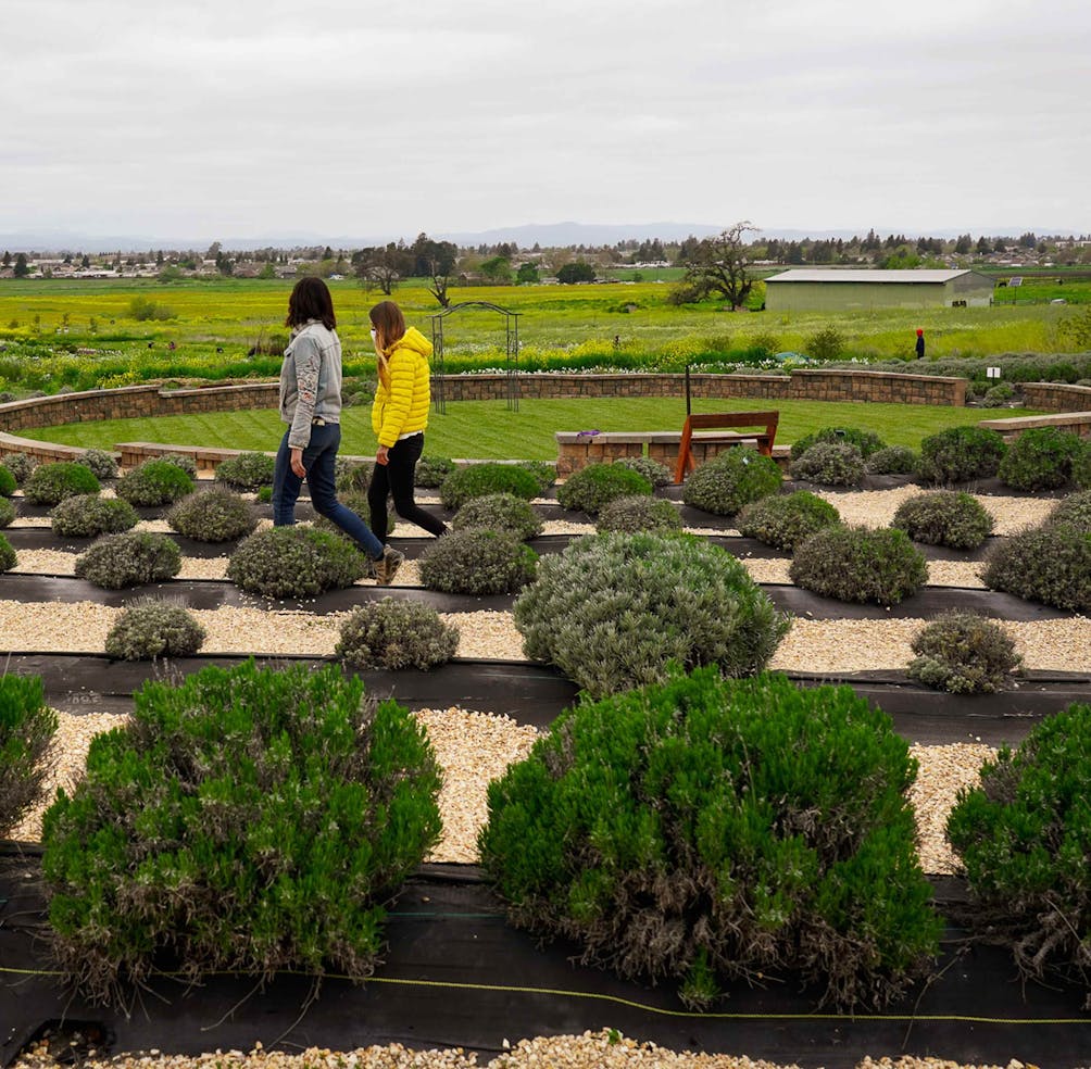 Two people walking the lavender labyrinth at Bees N Blooms in Petaluma 