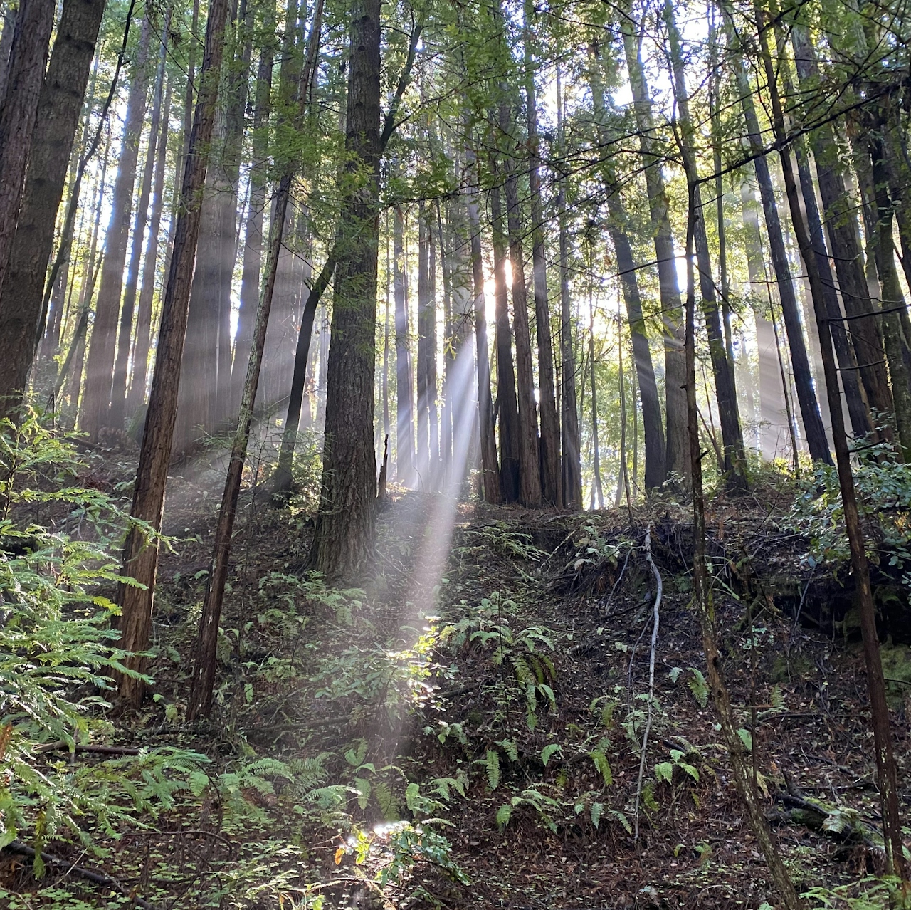 The Forest of Nisense Marks State Park 