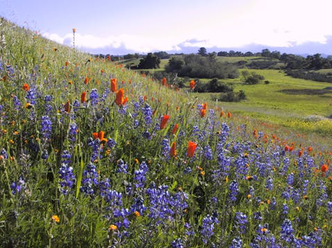 Wildflowers on a hill in the South Bay