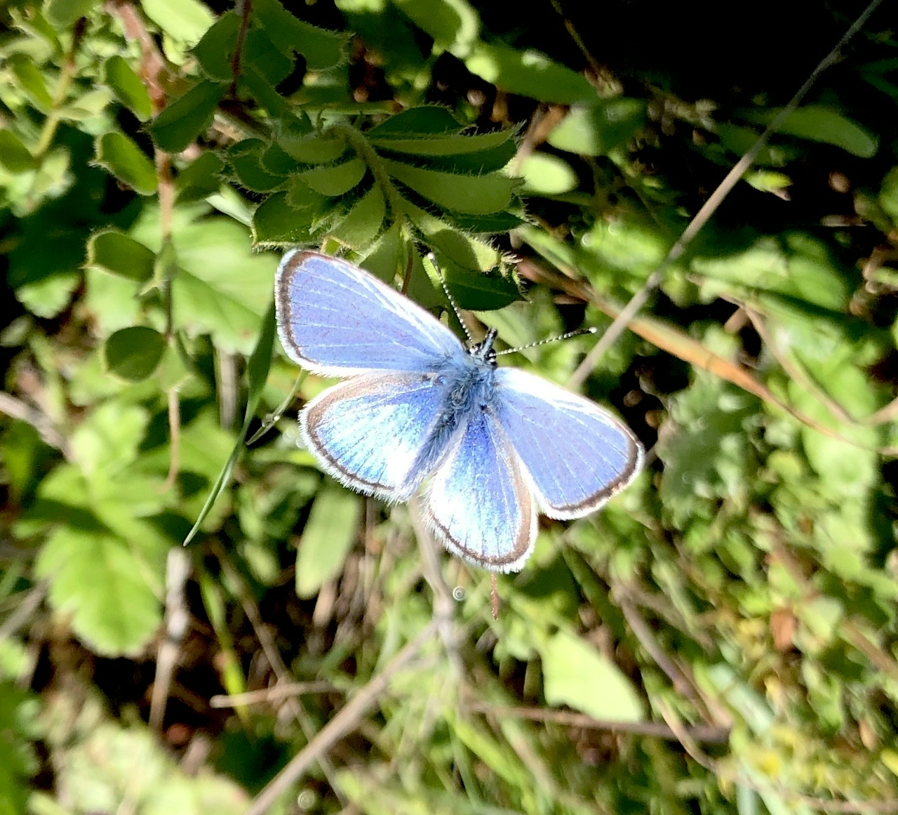 Blue butterfly 