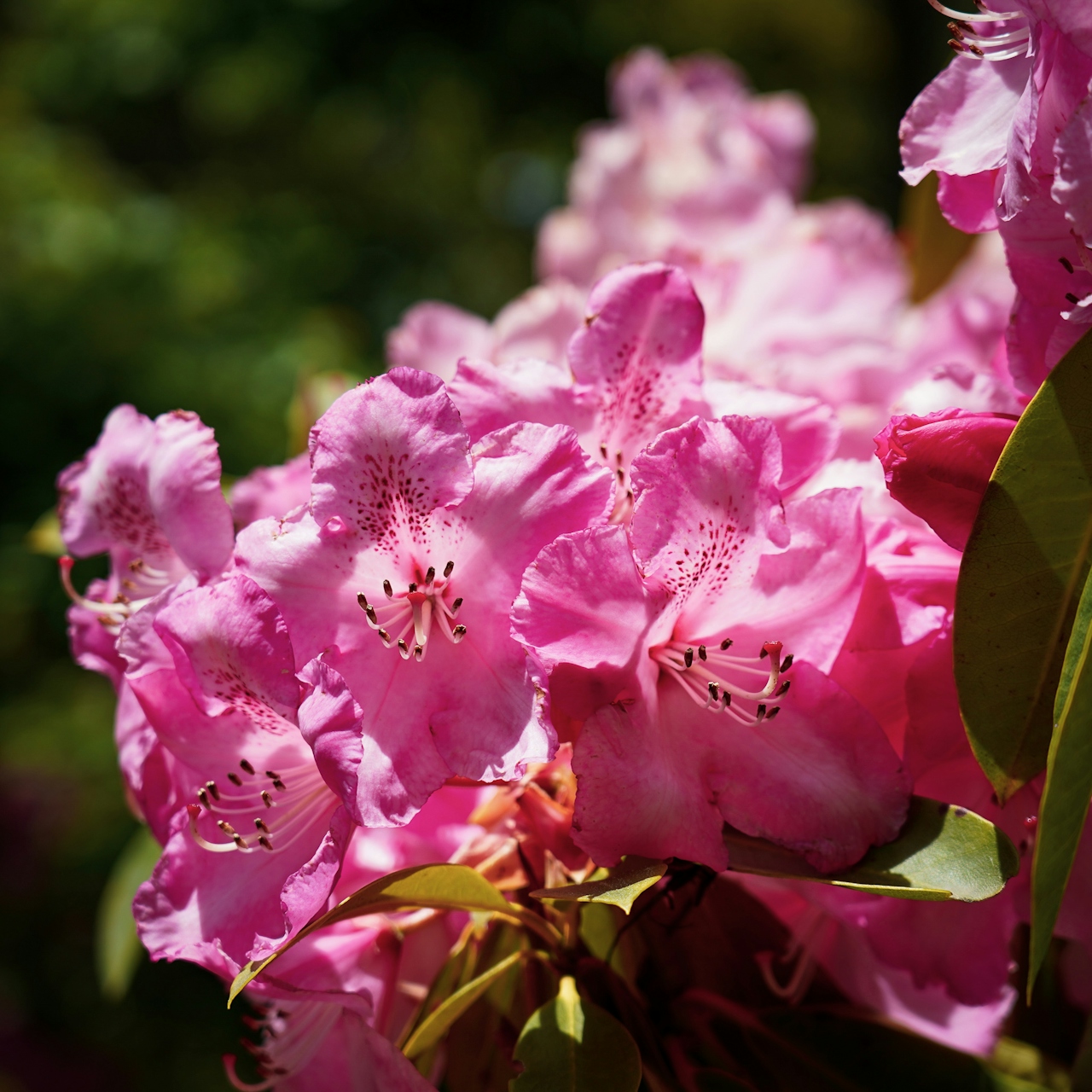 rhododendrons at Mendocino Coast Botanical Gardens